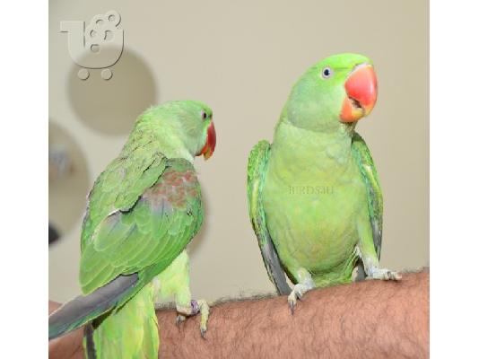 PoulaTo: Πώληση Alaxandrine